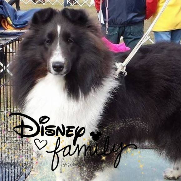 sheltiejo1